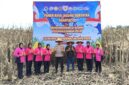 Kapolres Pasaman Barat, AKBP Agung Tribawanto, S.I.K., serta dihadiri oleh Bupati Pasaman Barat H. Yulianto, S.H., M.M., dan Ketua DPRD Pasaman Barat Dirwansyah, S.H., dalam panen raya jagung serentak kuartal II yang dilaksanakan di wilayah hukum Polres Pasaman Barat, tepatnya di Jorong Bandarajo, Nagari Lingkuang Aua Bandarajo, Kecamatan Pasaman, Sabtu (16/05/2026).