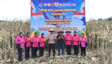 Kapolres Pasaman Barat, AKBP Agung Tribawanto, S.I.K., serta dihadiri oleh Bupati Pasaman Barat H. Yulianto, S.H., M.M., dan Ketua DPRD Pasaman Barat Dirwansyah, S.H., dalam panen raya jagung serentak kuartal II yang dilaksanakan di wilayah hukum Polres Pasaman Barat, tepatnya di Jorong Bandarajo, Nagari Lingkuang Aua Bandarajo, Kecamatan Pasaman, Sabtu (16/05/2026).
