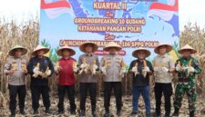 Ketua Dewan Perwakilan Rakyat Daerah (DPRD) Kabupaten Pasaman Barat, Dirwansyah, S.H., bersama Forkopimda menghadiri Panen Raya Jagung Serentak Kuartal II yang dipusatkan di Jorong Bandarajo, Nagari Lingkuang Aua Bandarajo, Kecamatan Pasaman, Sabtu (16/05/2026).