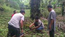 Tim Opsnal Satuan Reserse Narkoba (Satresnarkoba) Polres Pasaman Barat berhasil meringkus Target Operasi (TO) tersebut di kawasan Jorong Sidomulyo, Nagari Mudik Labuah, Kecamatan Kinali, Kabupaten Pasaman Barat, Rabu (13/5/2026).