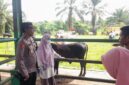 Kabag Ops Kompol Fahrel Haris, saat memimpin peninjauan lapangan di Pasar Ternak Simpang Tiga Ophir, Kecamatan Luhak Nan Duo, Jumat (22/05/2026).